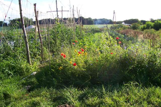 Les limites de la harpe  tomates