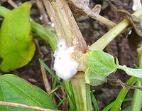 La pourriture blanche (Sclerotinia sclerotiorum)