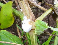 La pourriture blanche (Sclerotinia sclerotiorum)