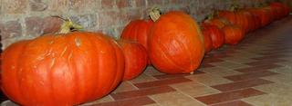 R�colte de potirons et de potimarrons
