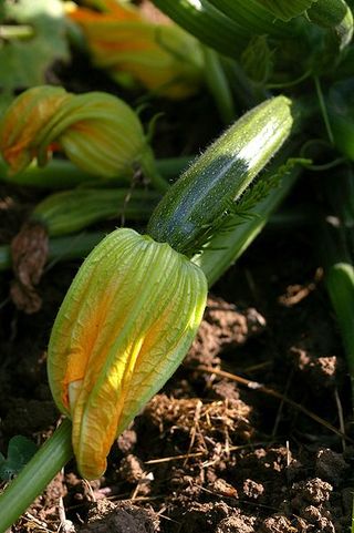  Madeleines Sal�es � La Courgette Et Au Chorizo